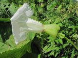 Calystegia silvatica. Цветок (вид сбоку). Краснодарский край, хр. Ачишхо, ур. Круглая Поляна, ок. 1450 м н.у.м., высокотравье. 01.08.2016.