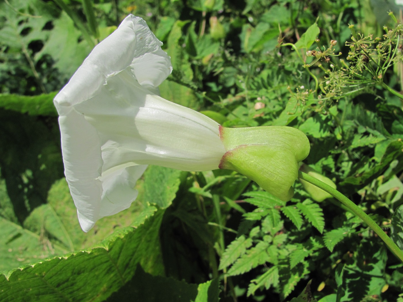 Image of Calystegia silvatica specimen.