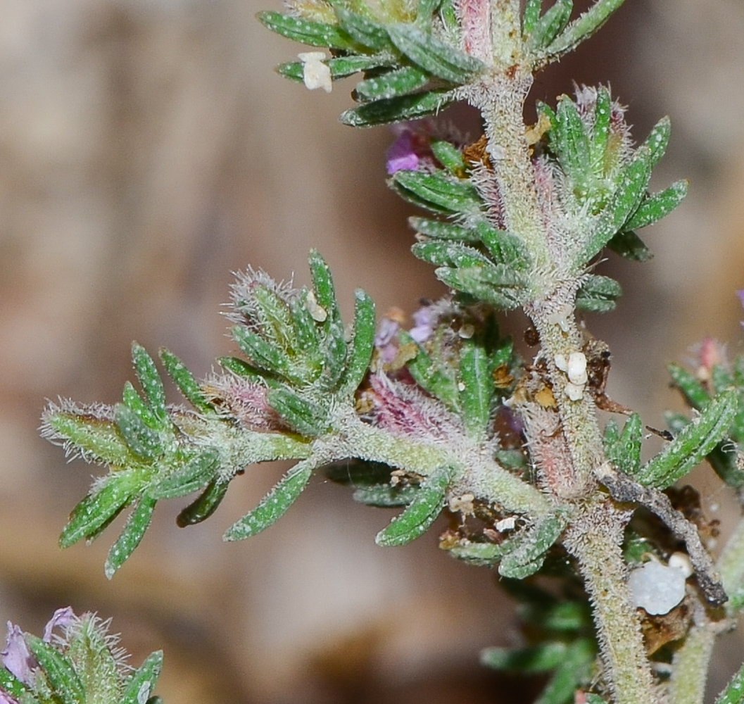 Image of Frankenia capitata specimen.