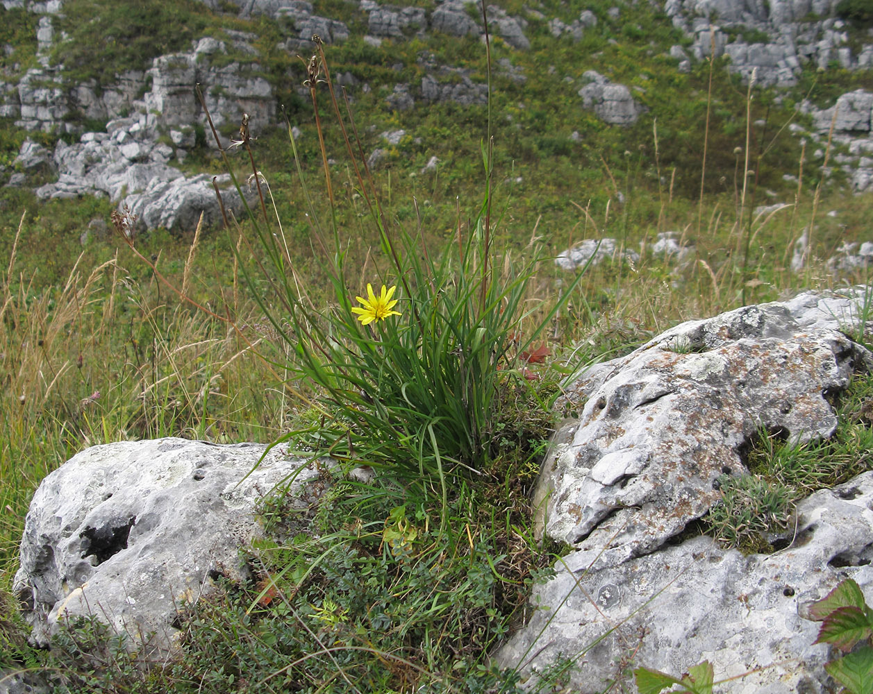 Изображение особи Tragopogon graminifolius.