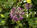 Allium sacculiferum