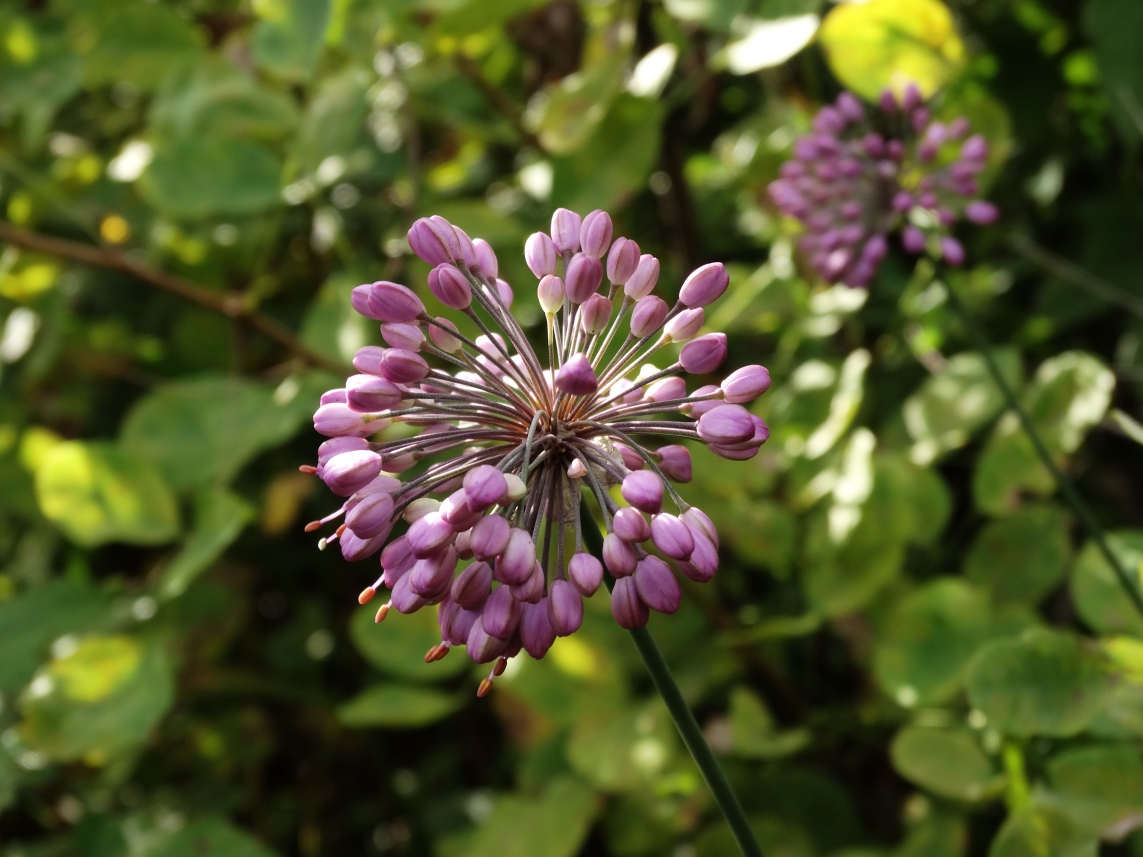 Изображение особи Allium sacculiferum.