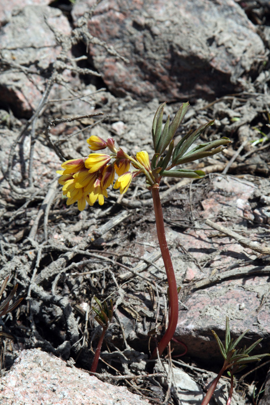 Image of Gymnospermium alberti specimen.
