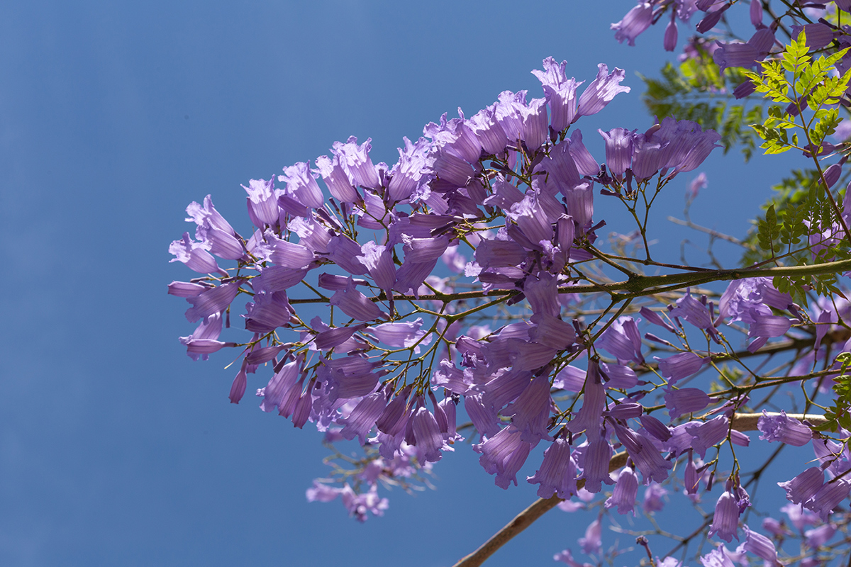 Изображение особи Jacaranda mimosifolia.