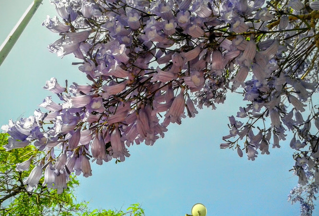 Image of Jacaranda mimosifolia specimen.