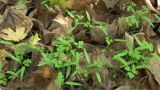 Anthriscus cerefolium. Ювенильные растения. Краснодарский край, Кущёвский р-н, станица Шкуринская, сорное под деревьями. 08.10.2016.