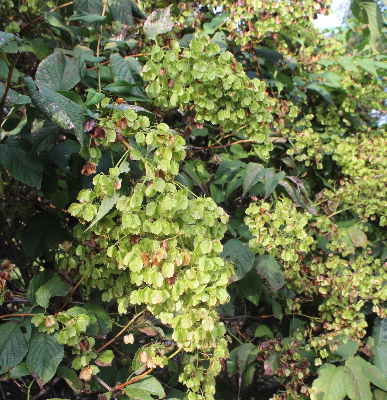 Image of Tripterygium wilfordii specimen.