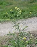 Sisymbrium altissimum. Верхушка цветущего растения. Восточный Казахстан, г. Усть-Каменогорск, правый берег р. Иртыш. 11.06.2013.