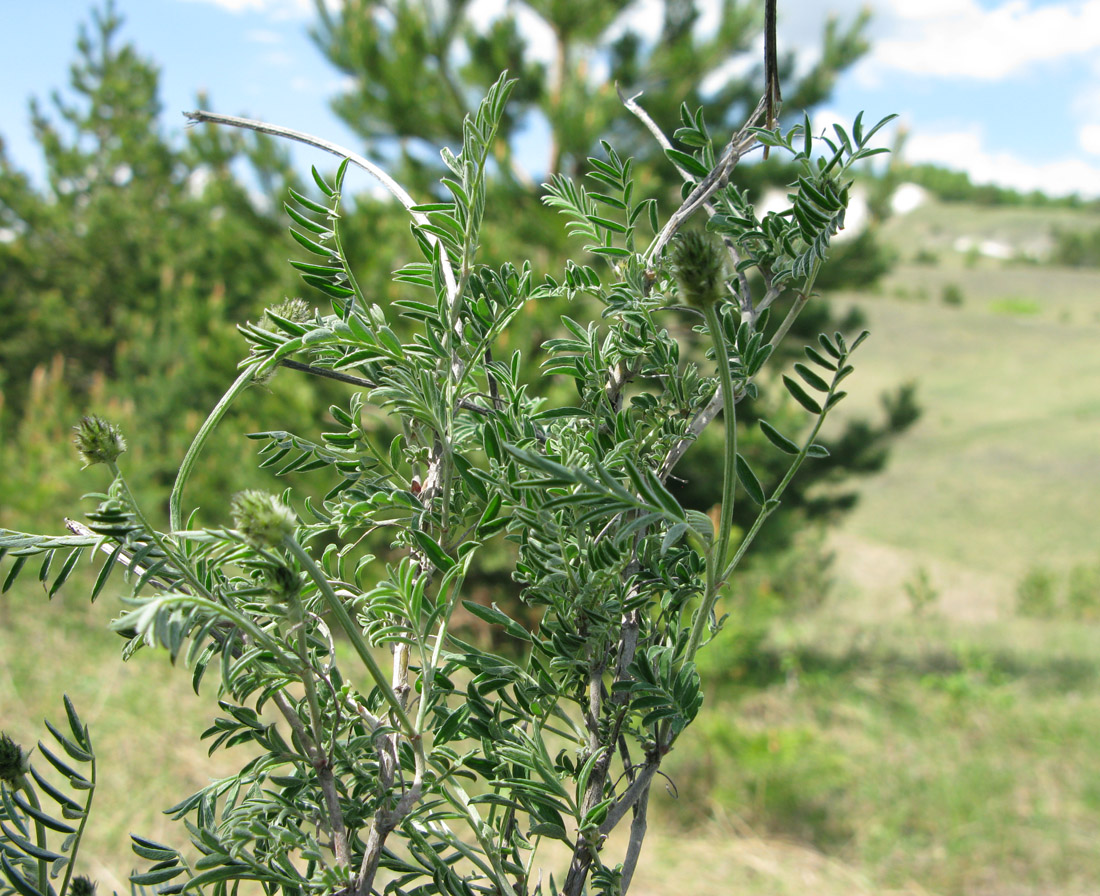 Изображение особи Astragalus albicaulis.