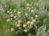 Astragalus dasyanthus. Цветущее растение. Украина, Запорожский р-н, Дурная балка, разнотравная степь. 07.06.2016.