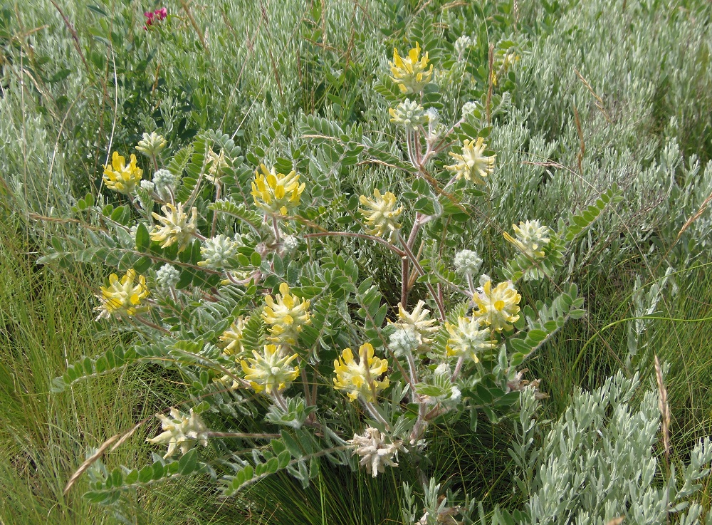 Изображение особи Astragalus dasyanthus.