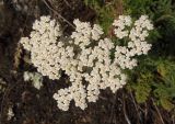 Achillea nobilis. Соцветия. Украина, г. Запорожье, о-в Хортица, северо-западный скалистый берег. 24.05.2016.