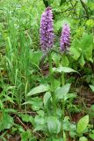 Dactylorhiza euxina. Цветущее растение. Адыгея, Кавказский биосферный заповедник, южный склон горы Фишт, смешанный пихтово-буковый лес, в траве среди деревьев, выс. ≈ 1500 м н.у.м. 11.06.2016.