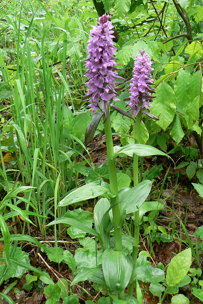 Изображение особи Dactylorhiza euxina.