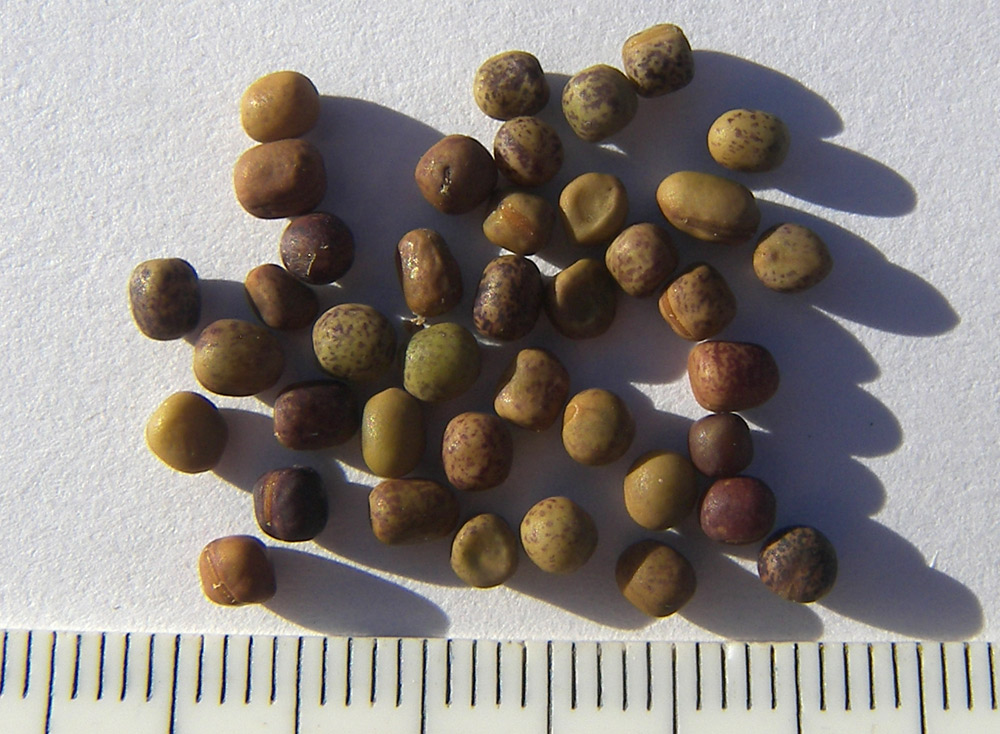 Image of Lathyrus vernus specimen.