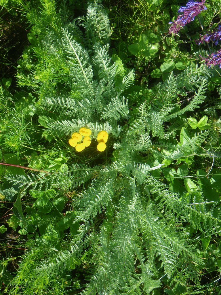 Image of Tanacetum turlanicum specimen.