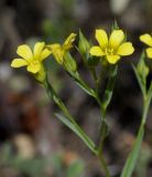 Linum trigynum