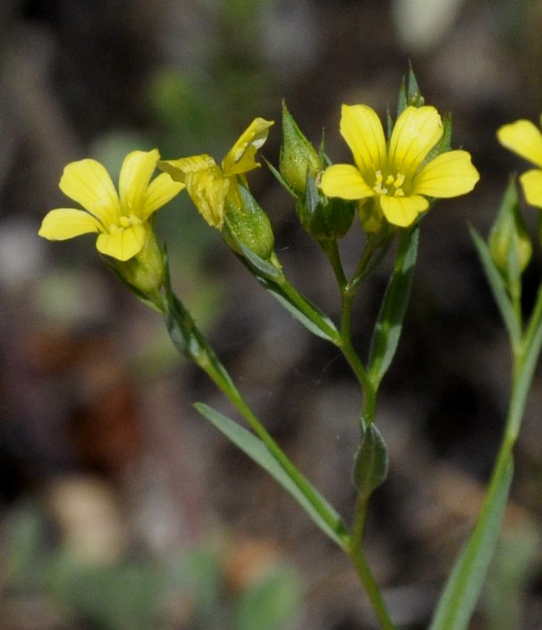 Изображение особи Linum trigynum.