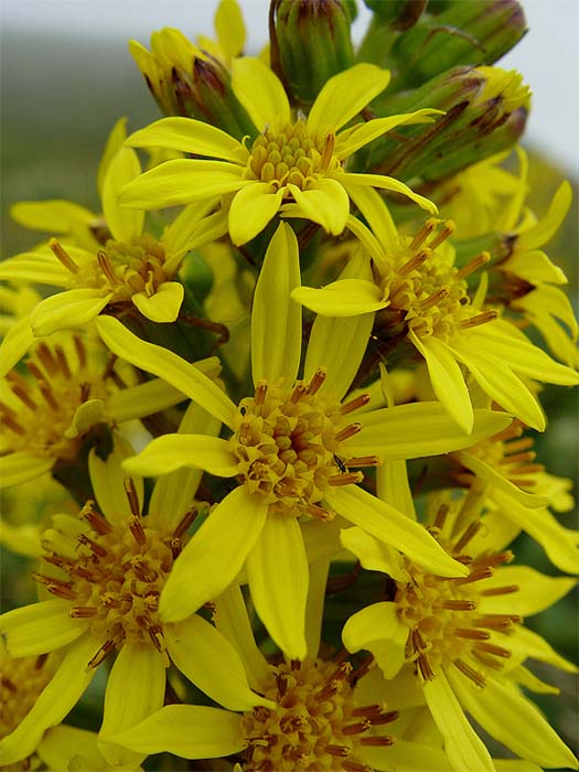 Image of Ligularia subsagittata specimen.