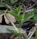 Aristolochia lutea