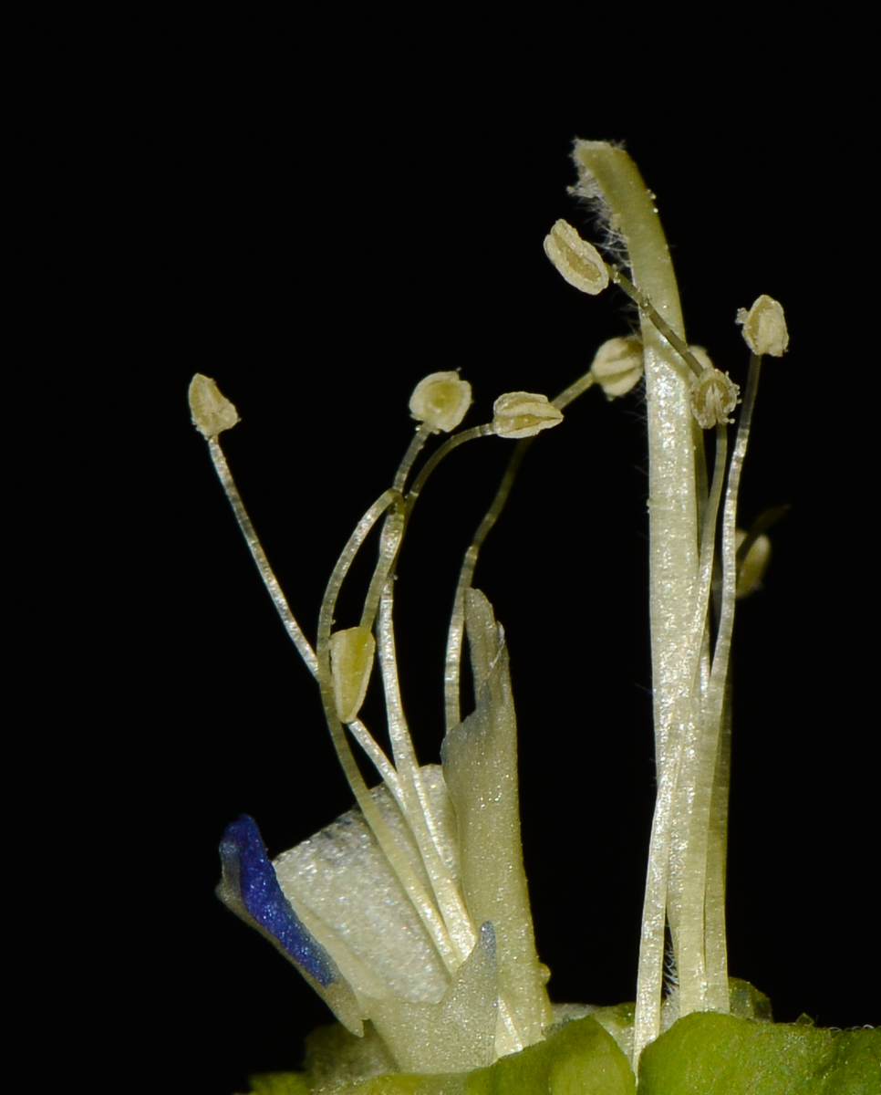 Image of Clitoria ternatea specimen.