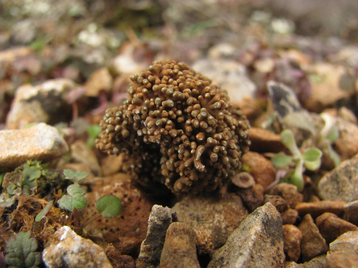 Image of Aspicilia fruticulosa specimen.