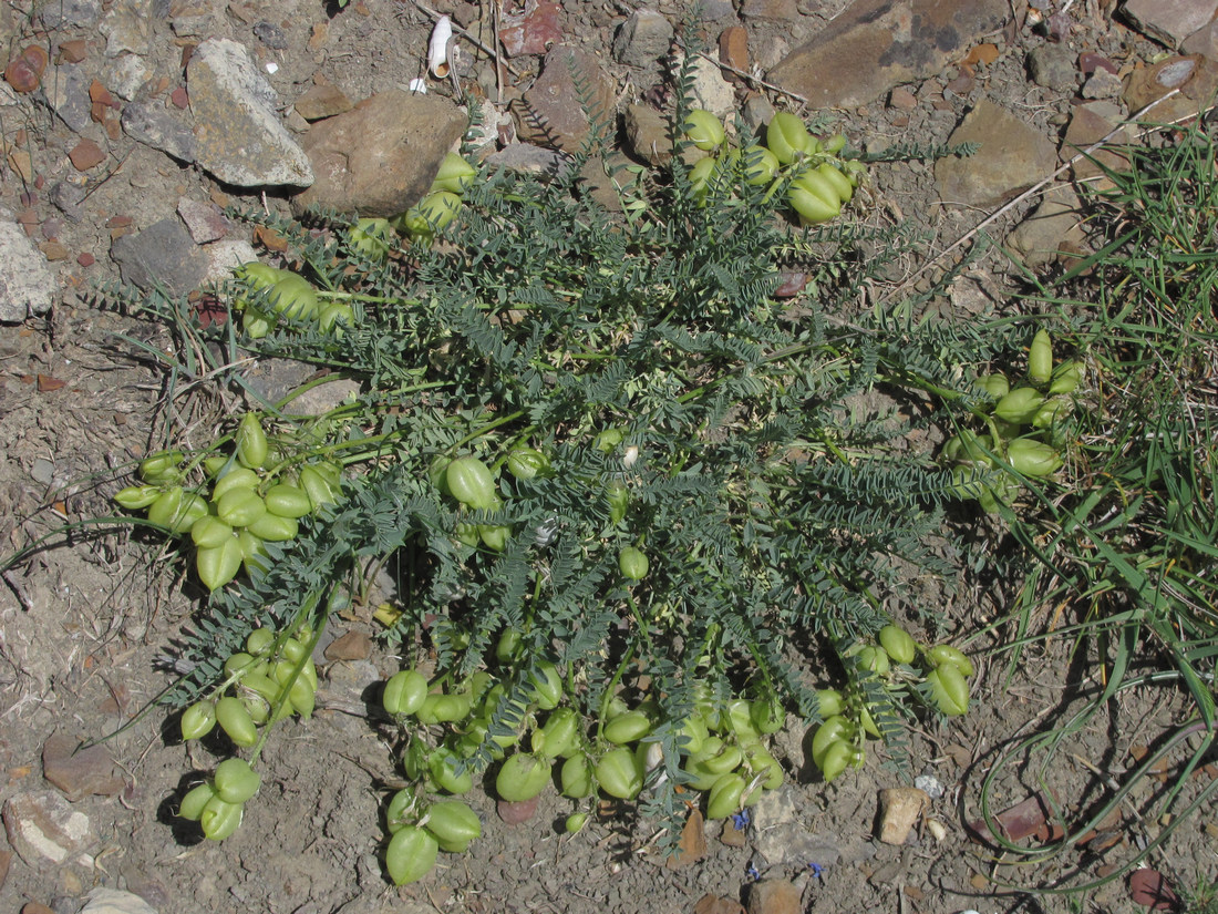 Image of Astragalus suprapilosus specimen.