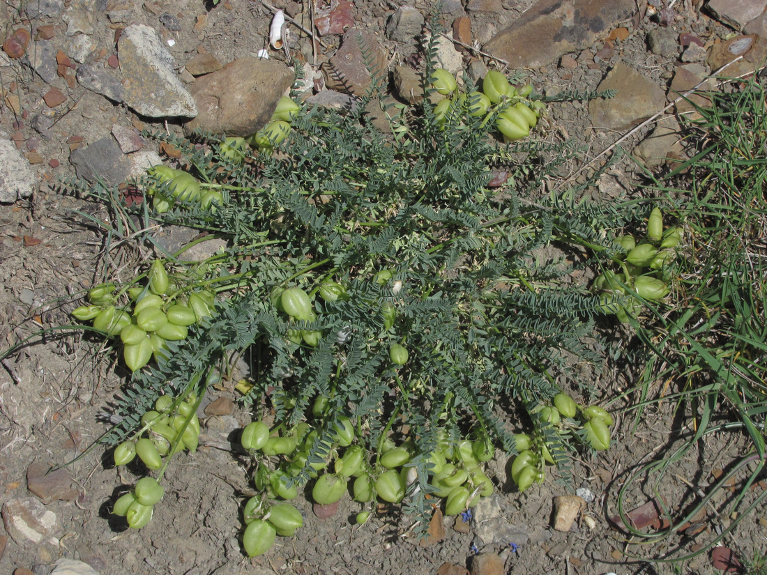 Изображение особи Astragalus suprapilosus.