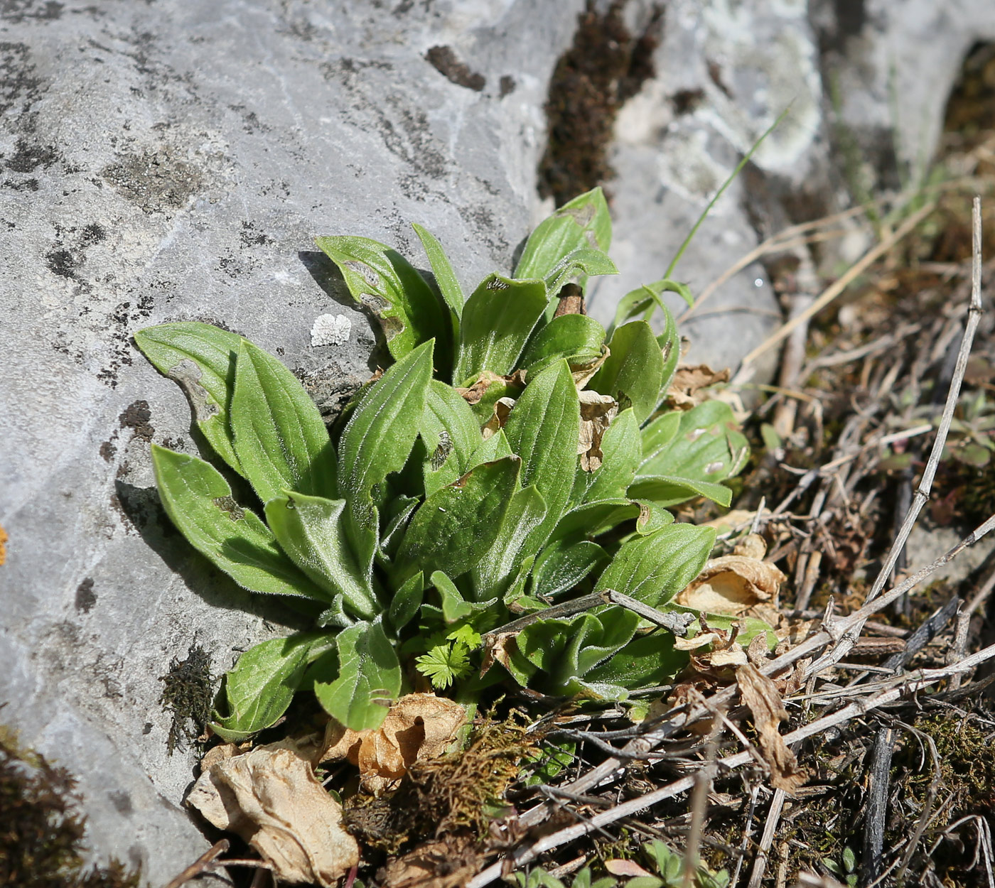 Image of Melandrium album specimen.