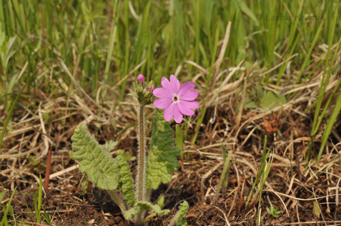 Image of Primula patens specimen.