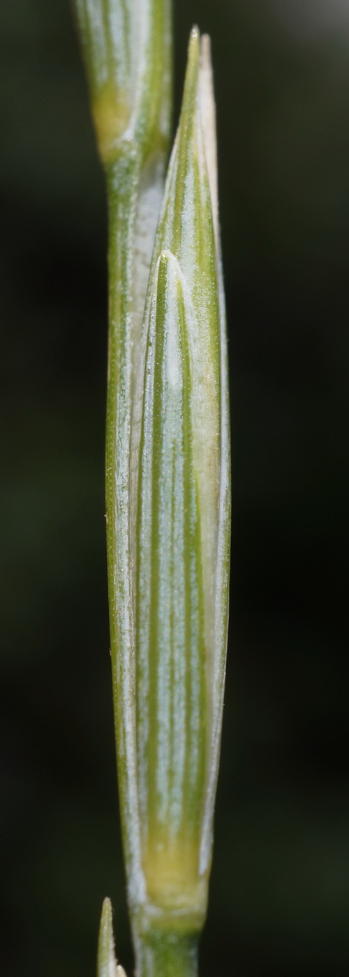Image of Elytrigia scythica specimen.