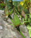 Image of taxon representative. Author is Геннадий Окатов
