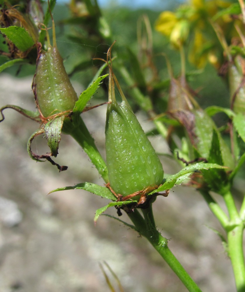 Изображение особи Hypericum maleevii.