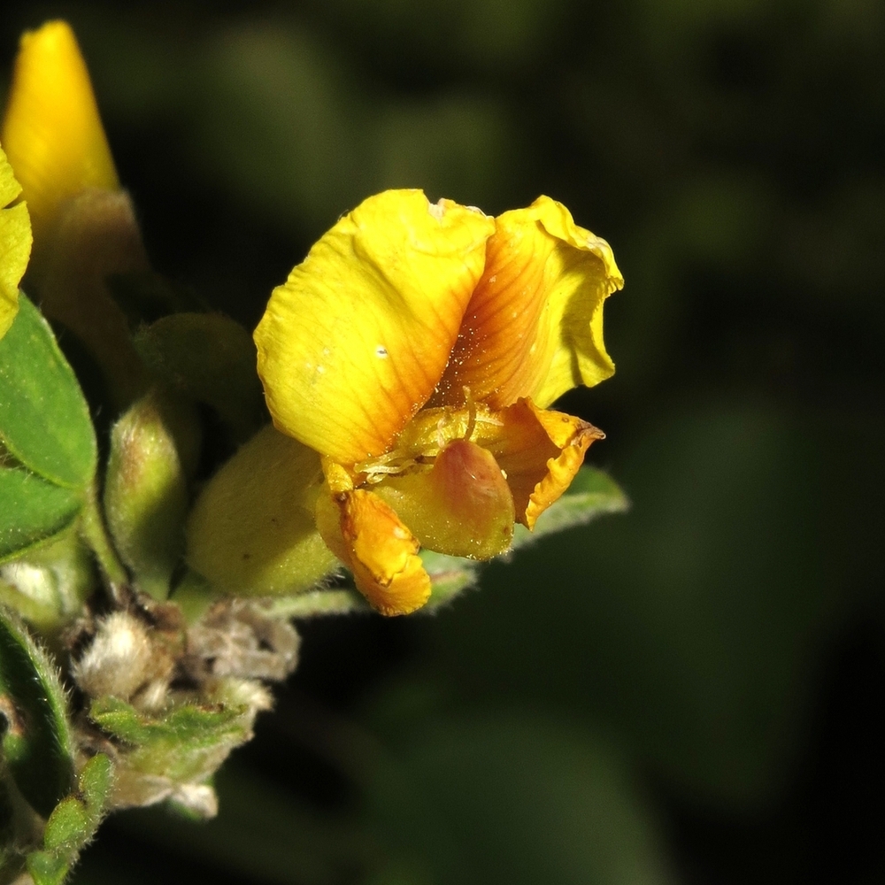 Изображение особи Chamaecytisus colchicus.