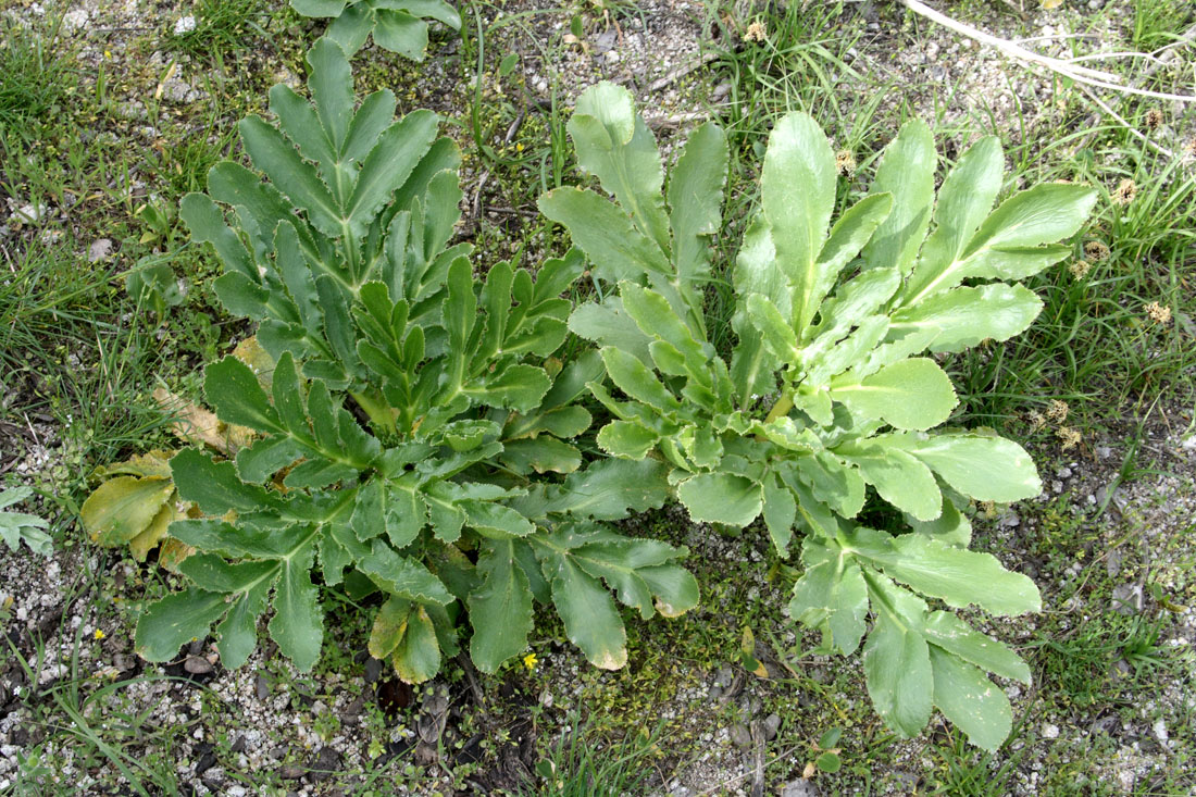 Изображение особи Ferula kokanica.