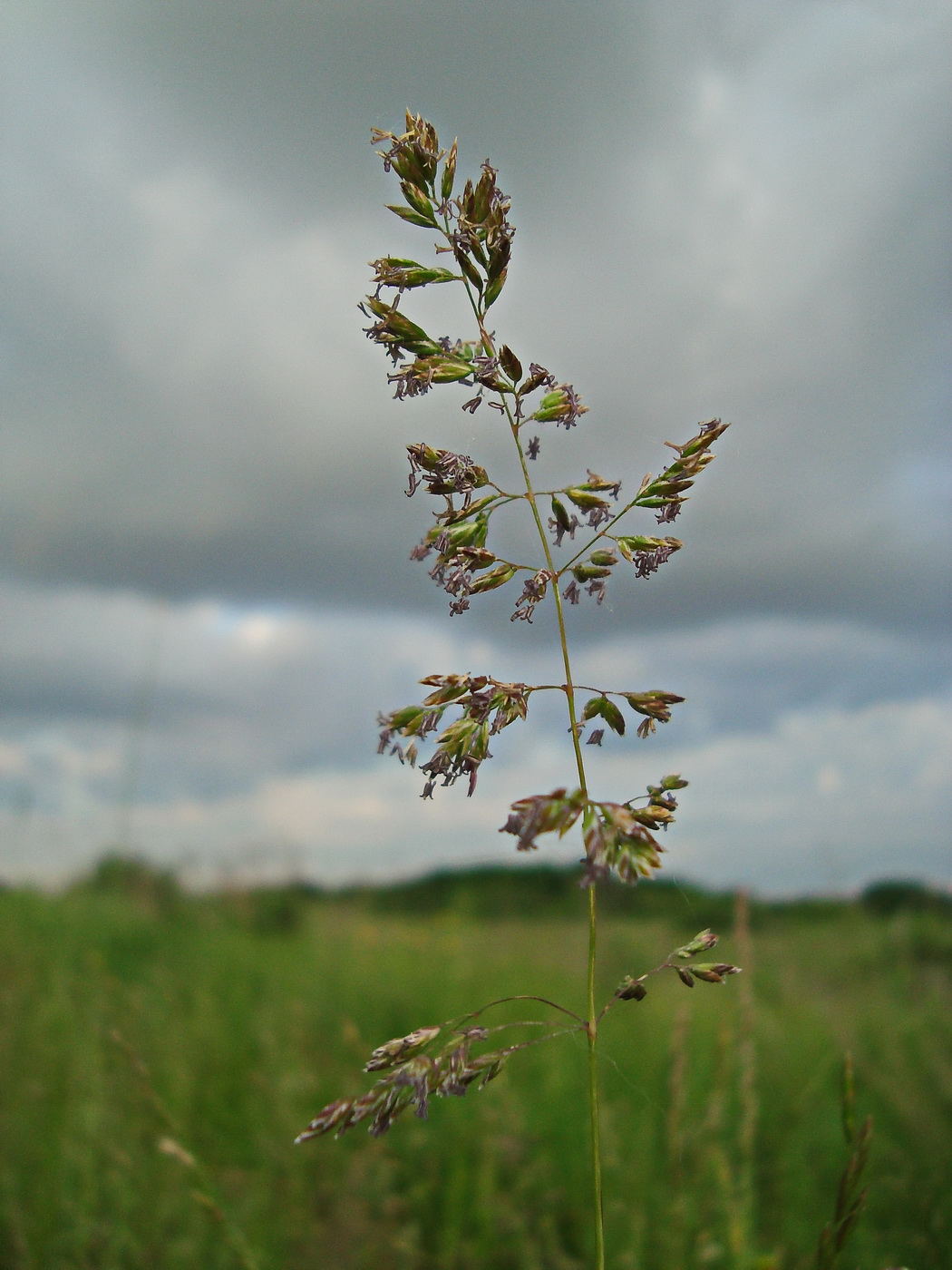 Изображение особи Poa pratensis.