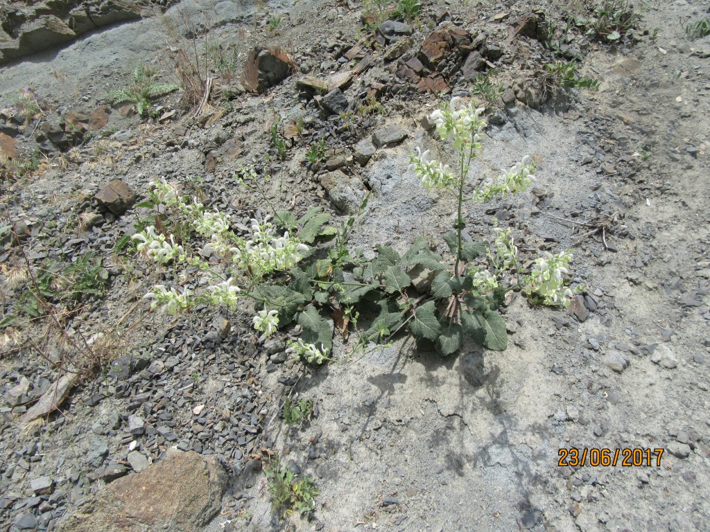 Image of Salvia verbascifolia specimen.