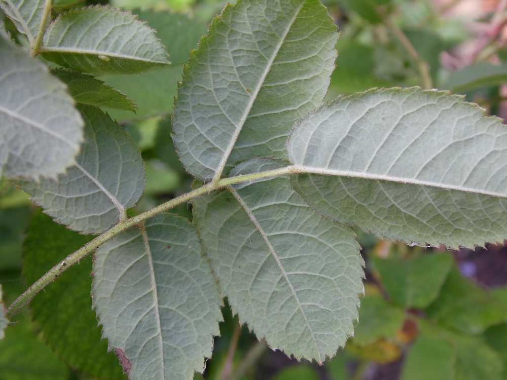 Image of Rosa centifolia specimen.