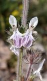 Stachys hissarica