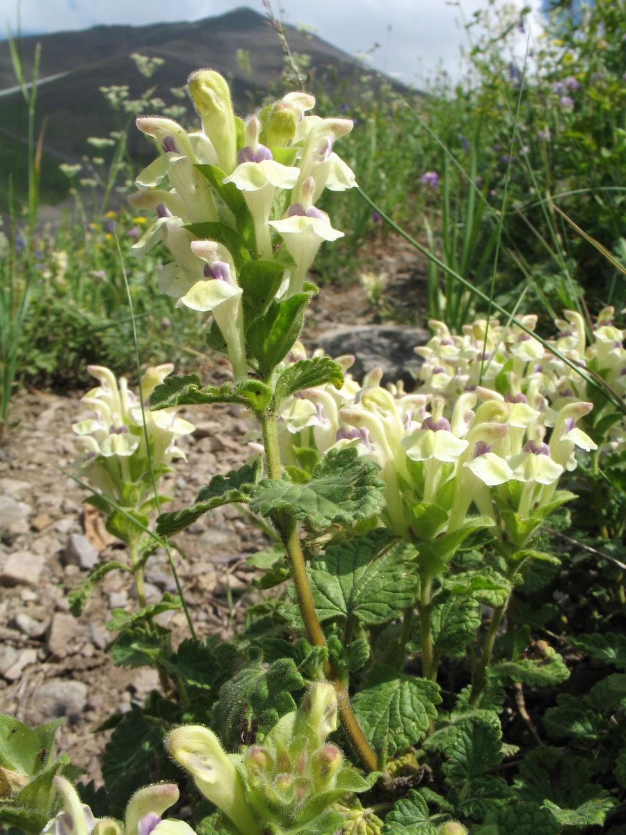 Image of Scutellaria cordifrons specimen.