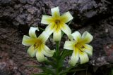 Lilium kesselringianum