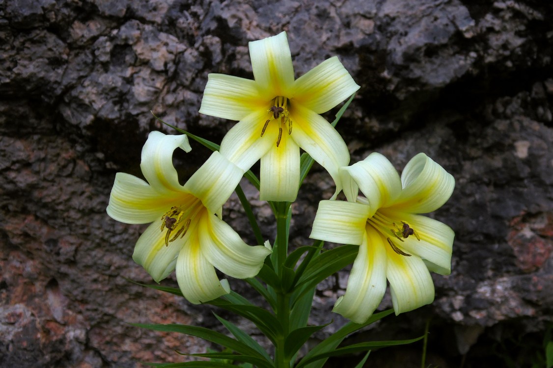 Image of Lilium kesselringianum specimen.