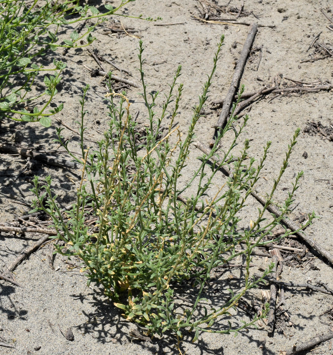 Изображение особи Corispermum lehmannianum.