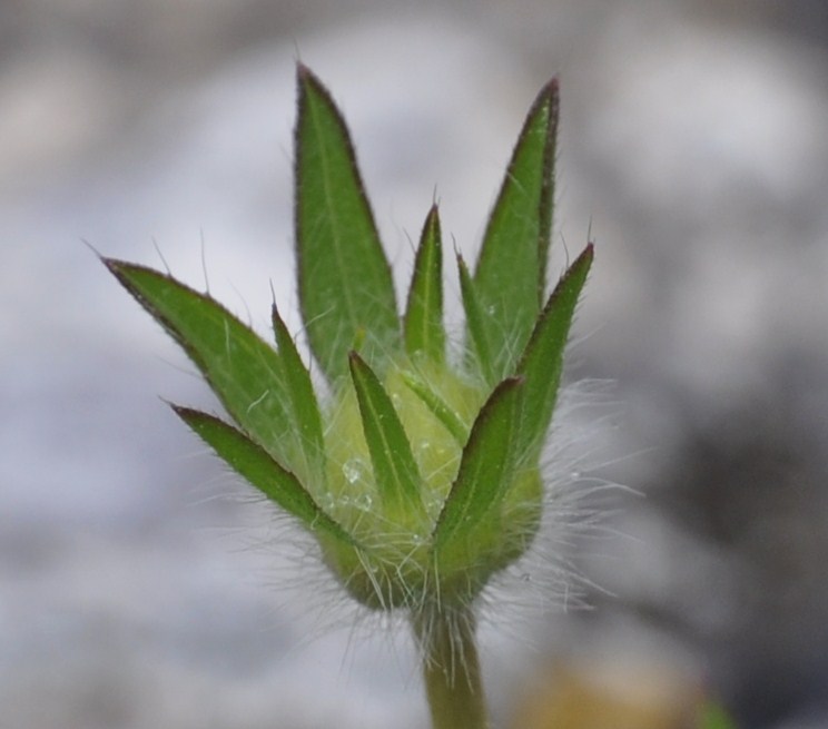 Image of familia Dipsacaceae specimen.