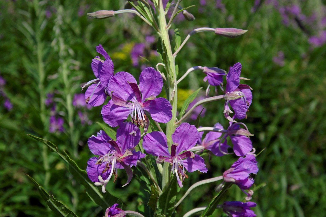 Изображение особи Chamaenerion angustifolium.
