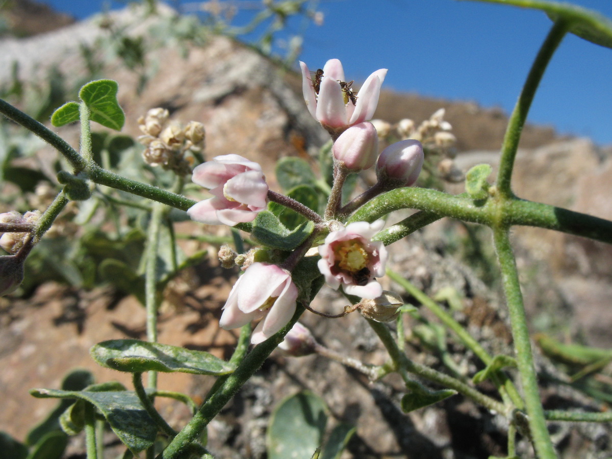 Image of Cynanchum sibiricum specimen.