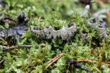 genus Peltigera
