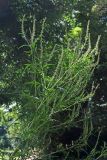 Ambrosia artemisiifolia. Верхушка цветущего растения. Узбекистан, г. Ташкент, Ботанический сад им. Ф.Н. Русанова. 05.08.2017.