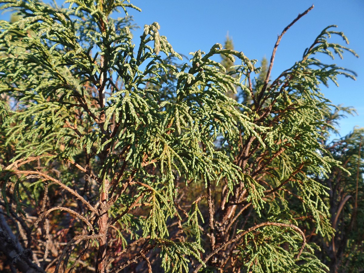 Изображение особи Juniperus pseudosabina.