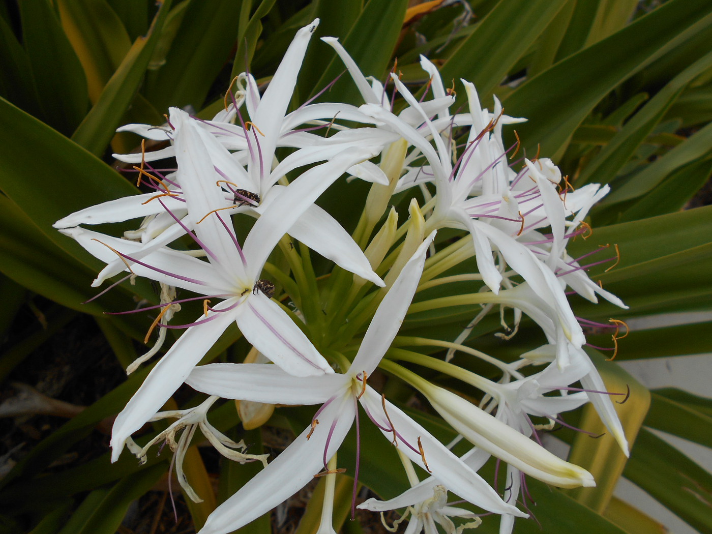 Image of Crinum asiaticum var. pedunculatum specimen.